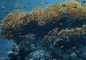 La Gran Barrera de Coral enfrenta riesgo por blanqueamiento